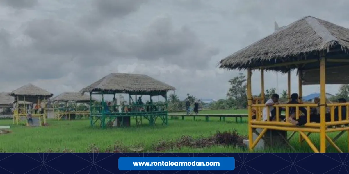 wisata sawah pematang johar