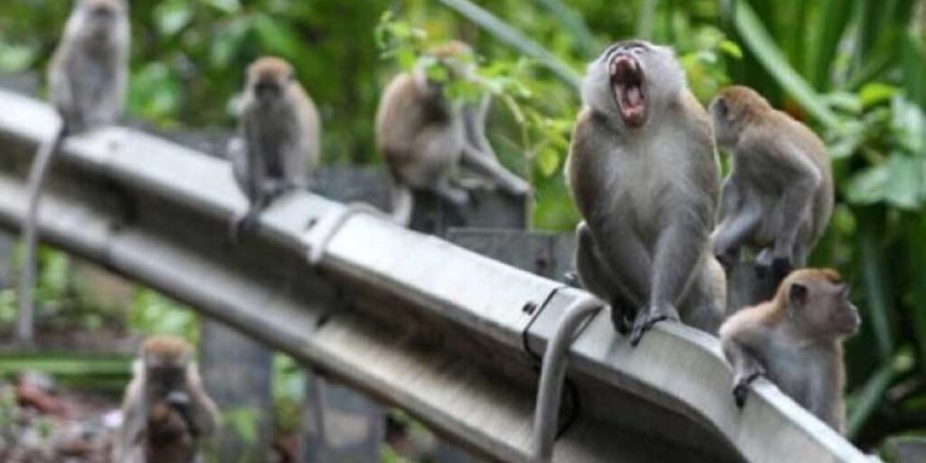 Taman Wisata Kera Sibaganding Taman Wisata Kera Sibaganding
